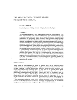 The Organization of Flight Muscle Fibers in the Odonata