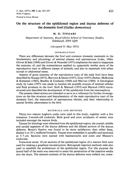 On the Structure of the Epididymal Region and Ductus Deferens of the Domestic Fowl (Gallus Domesticus) M