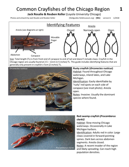 Common Crayfishes of the Chicago Region 1