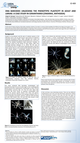 CNIDARIA, ANTHOZOA) Sérgio N