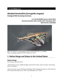 Marbled Hatchetfish (Carnegiella Strigata) Ecological Risk Screening Summary