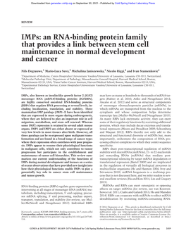 An RNA-Binding Protein Family That Provides a Link Between Stem Cell Maintenance in Normal Development and Cancer