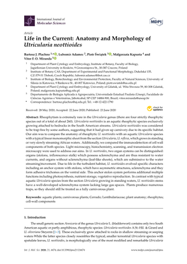 Anatomy and Morphology of Utricularia Neottioides