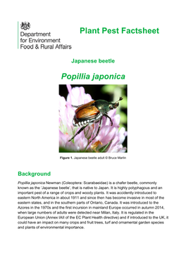 Japanese Beetle: Popillia Japonica