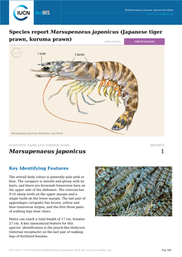 Marsupenaeus Japonicus (Japanese Tiger Prawn, Kuruma Prawn) AFFILIATION CRUSTACEANS