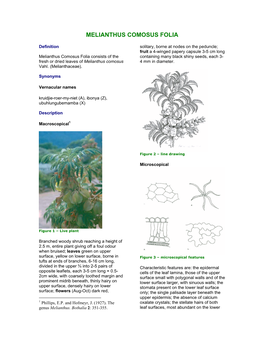 Melianthus Comosus Folia