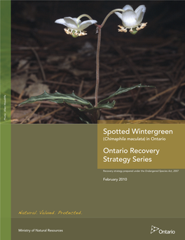 Spotted Wintergreen (Chimaphila Maculata ) in Ontario Ontario Recovery Strategy Series