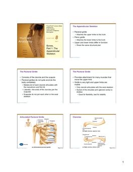 Bones, Part 1: the Appendicular Skeleton