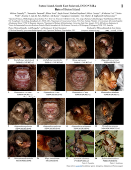 Bats of Buton Island