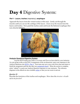 Day 4 Digestive System