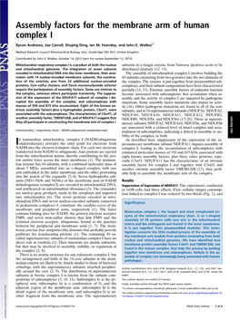 Assembly Factors for the Membrane Arm of Human Complex I