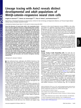 Lineage Tracing with Axin2 Reveals Distinct Developmental and Adult Populations of Wnt/Β-Catenin–Responsive Neural Stem Cells