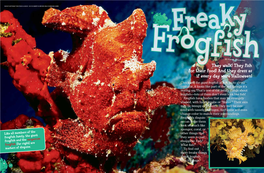 They Fish for Their Food! and They Dress As If Every Day Were Halloween! Check out the Giant Frogfish at Left