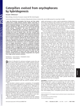 Caterpillars Evolved from Onychophorans by Hybridogenesis
