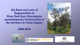 Monitoring of Die-Back in River Red Gum (Eucalyptus Camaldulensis)
