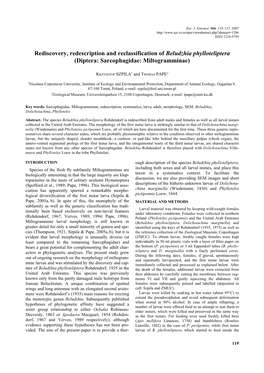 Rediscovery, Redescription and Reclassification of Beludzhia Phylloteliptera (Diptera: Sarcophagidae: Miltogramminae)
