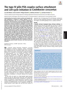 The Type IV Pilin Pila Couples Surface Attachment and Cell-Cycle Initiation