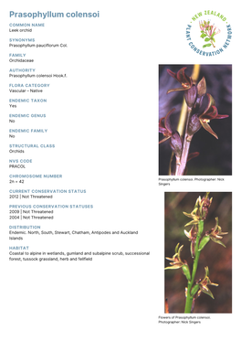 Prasophyllum Colensoi