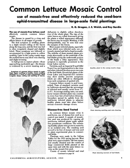 Common Lettuce Mosaic Control Use of Mosaic-Free Seed Effectively Reduced the Seed-Born Aphid-Transmitted Disease in Large-Scale Field Plantings