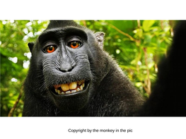 Copyright by the Monkey in The