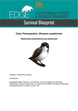 Cebu Flowerpecker, Dicaeum Quadricolor
