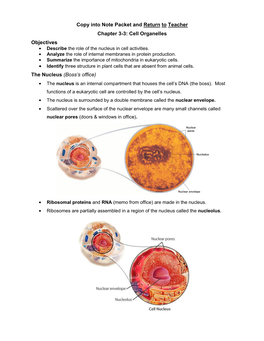 Section 3: Cell Organelles