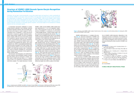 Structure of IZUMO1-JUNO Reveals Sperm-Oocyte Recognition During