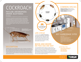 Cockroach Infographic Poster