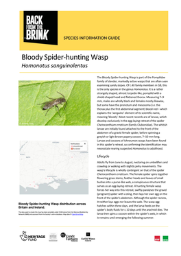 Bloody Spider-Hunting Wasp (Homonotus Sanguinolentus)