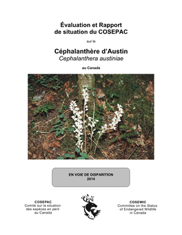 Céphalanthère D'austin,Cephalanthera Austiniae