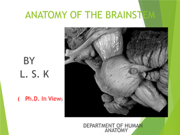 Anatomy of Midbrain & Pons