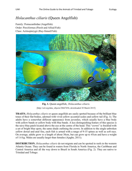 Holacanthus Ciliaris (Queen Angelfish)