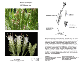 Sericocarpus Rigidus Asteraceae Rigid White Topped Aster
