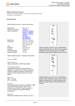 ENSA Antibody (Center) Affinity Purified Rabbit Polyclonal Antibody (Pab) Catalog # Ap10456c