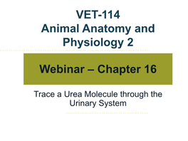 Trace a Urea Molecule Through the Urinary System the Urinary System Chapter 16 – Pages 374-386