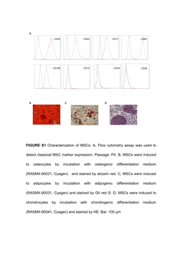 FIGURE S1 Characterization of Mscs. A, Flow Cytometry Assay Was Used to Detect Classical MSC Marker Expression