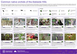 Common Native Orchids of the Adelaide Hills Native Orchids Are a Very Important Part of Our Environment and There Are Over 250 Described Species in South Australia