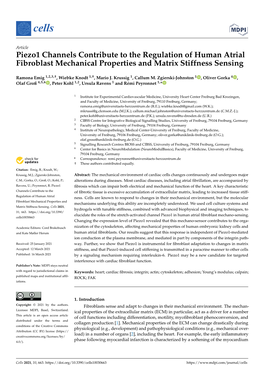 Piezo1 Channels Contribute to the Regulation of Human Atrial Fibroblast Mechanical Properties and Matrix Stiffness Sensing