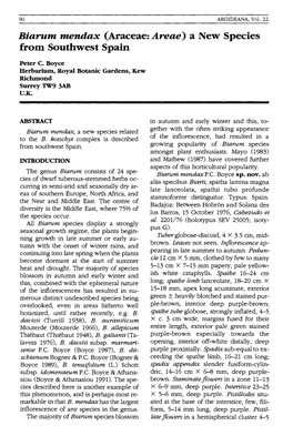 Biarum Mendax (Araceae: Areae) a New Species from Southwest Spain