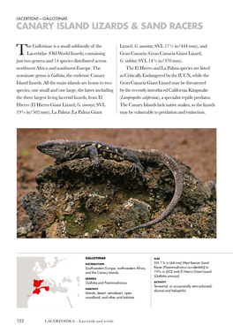 Canary Island Lizards & Sand Racers