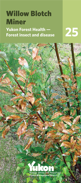 Willow Blotch Miner Yukon Forest Health — Forest Insect and Disease 25