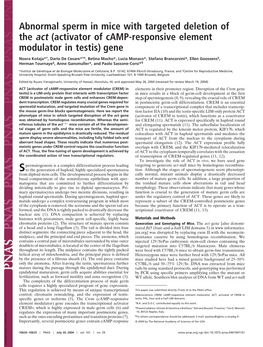 Abnormal Sperm in Mice with Targeted Deletion of the Act (Activator of Camp-Responsive Element Modulator in Testis) Gene