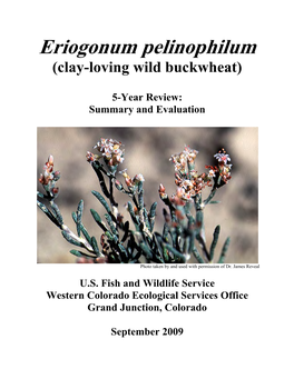 Eriogonum Pelinophilum (Clay-Loving Wild Buckwheat)
