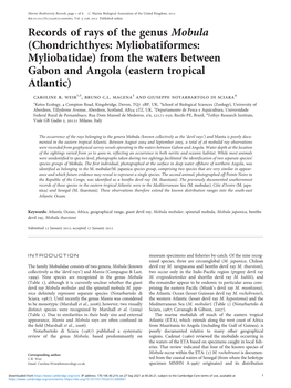 Records of Rays of the Genus Mobula (Chondrichthyes: Myliobatiformes: Myliobatidae) from the Waters Between Gabon and Angola (Eastern Tropical Atlantic) Caroline R