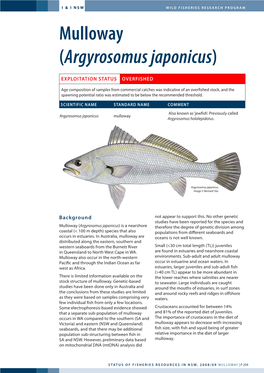 Mulloway (Argyrosomus Japonicus)