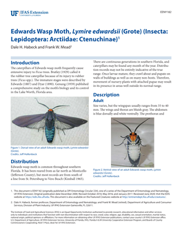 Edwards Wasp Moth,Lymire Edwardsii
