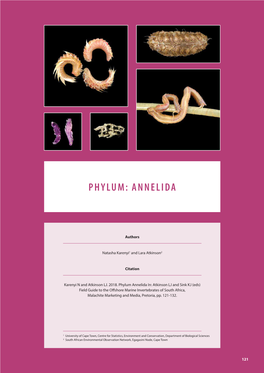 Phylum: Annelida