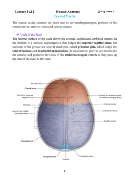 د ﻣﺣﻣد وﺳﻧﺎن Cranial Cavity