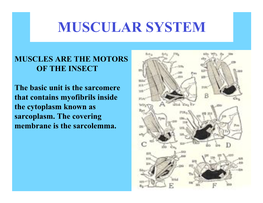 Muscular System