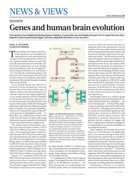 Genes and Human Brain Evolution Several Genes Were Duplicated During Human Evolution